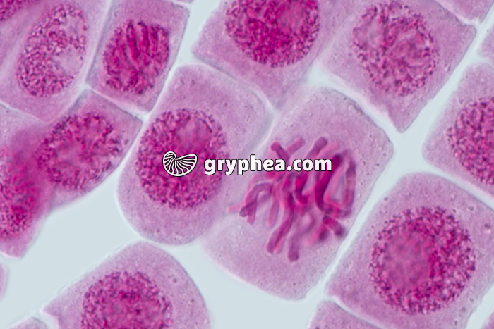 Mitose racine d'Ail METAPHASE x640 - gryphea.com